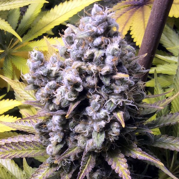 FrenCheese-1-u-fem-French-Touch-Seeds.jpg