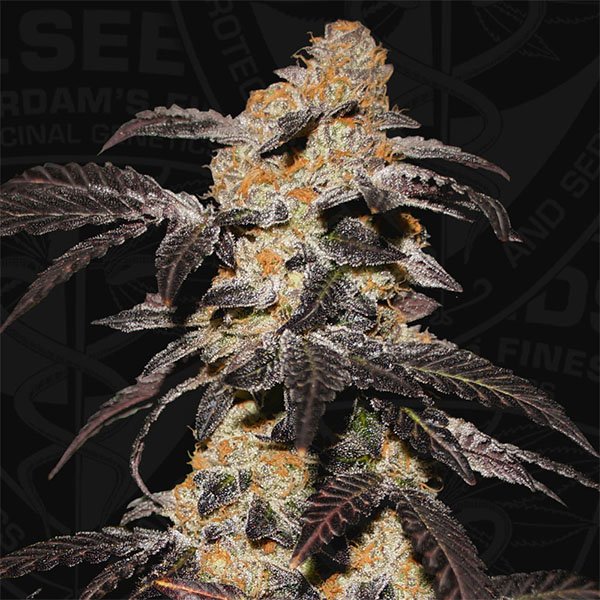 French-Cookies-2-u-fem-TH-Seeds.jpg