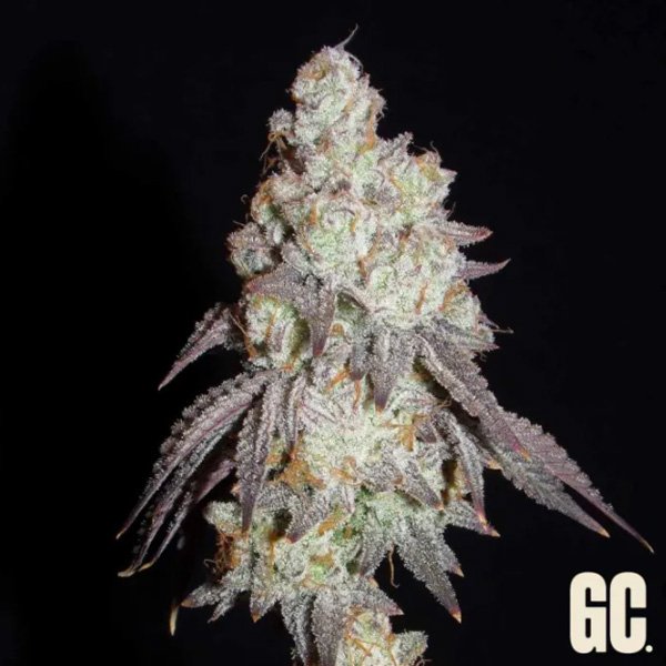 Frenchys-Lass-3-u-fem-Grand-Cru-Genetics.jpg