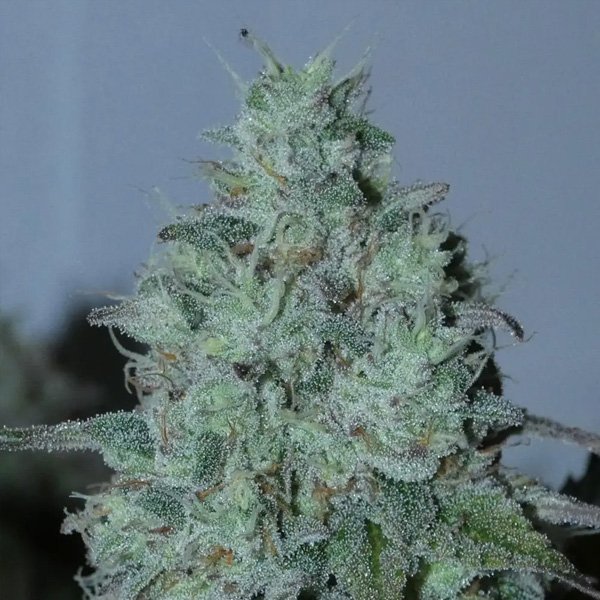Fritter-Burger-31-Bask-Triangle-Farms.jpg