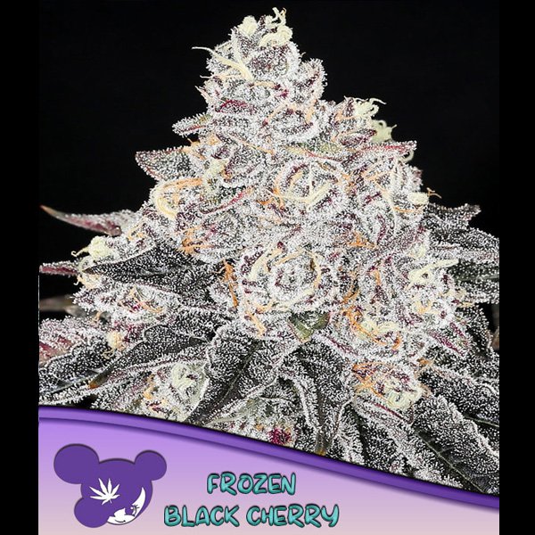 Frozen-Black-Cherry-3-u-fem-Anesia.jpg