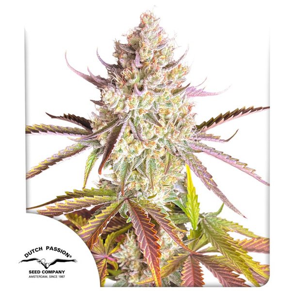 Fruit-Bomb-Punch-1-u-fem-Dutch-Passion.jpg