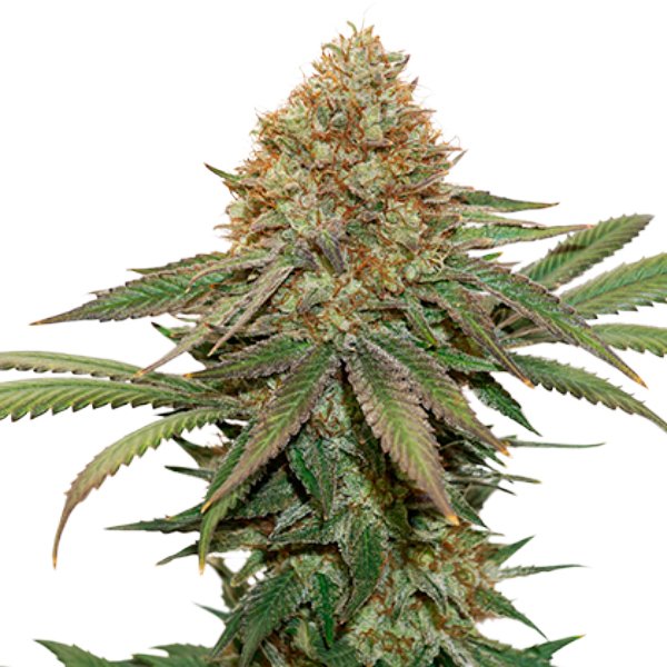 Fruit-Cake-fem-1-u-Seedstockers.jpg