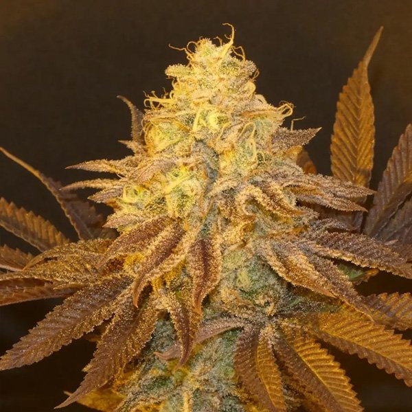 Fruit-Popz-31-Bask-Triangle-Farms.jpg