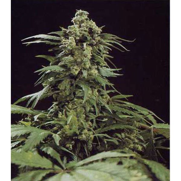 G13-x-Widow-15-u-reg-Mr-Nice.jpg