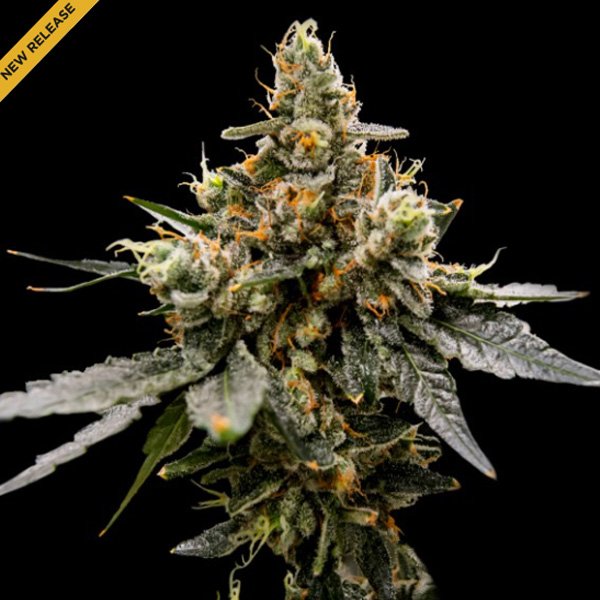Gaz-Money-3-u-fem-DNA-Genetics.jpg