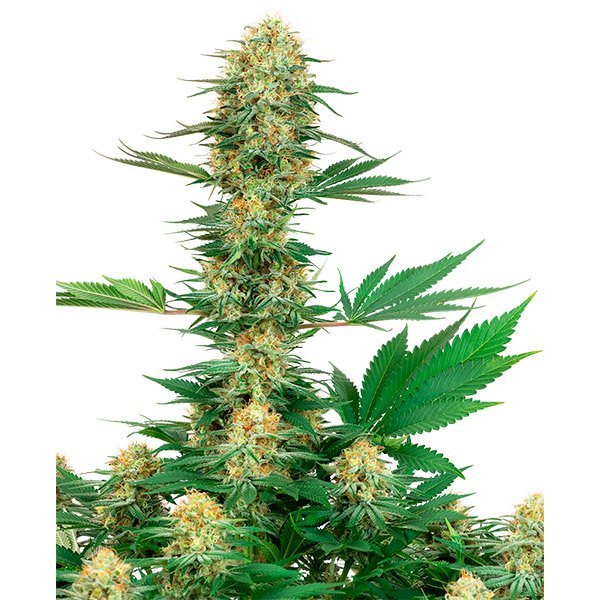 Gelato-420-1-u-fem-White-Label.jpg