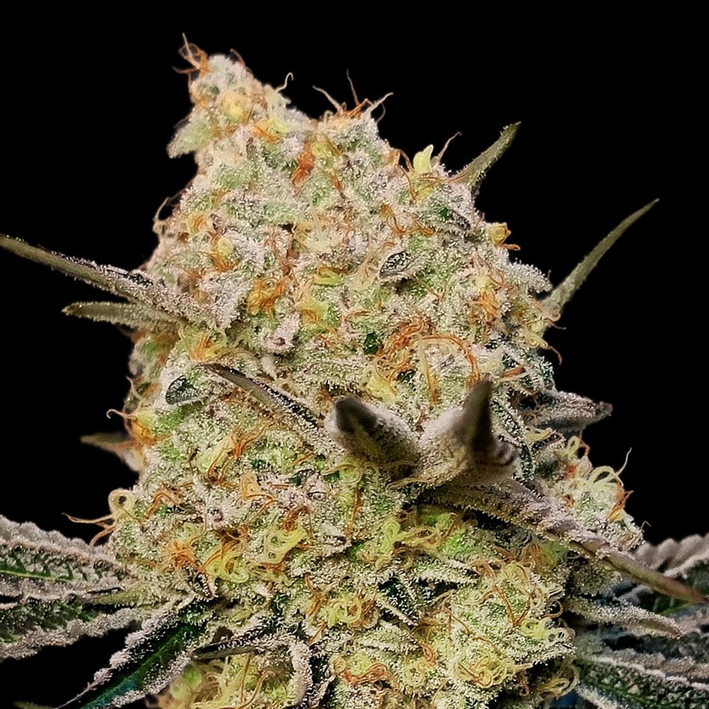 Gelato-Mint-3-u-fem-00-Seeds.jpg