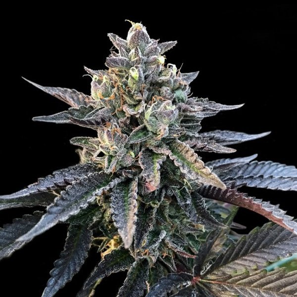 Gelato-Sorbet-5-u-fem-DNA-Genetics.jpg