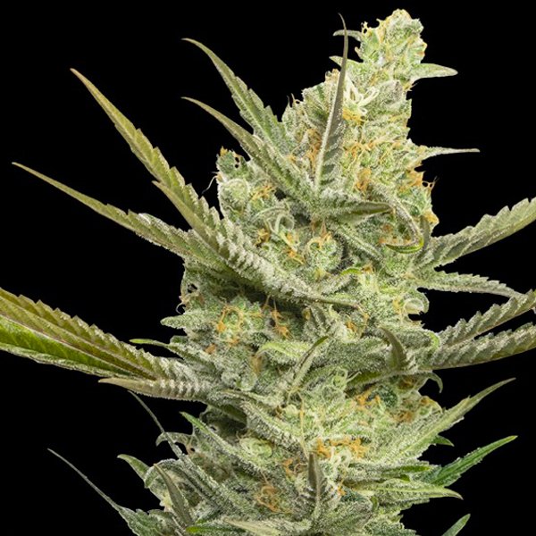 Gipsy-Haze-31-u-fem-Eva-Seeds.jpg