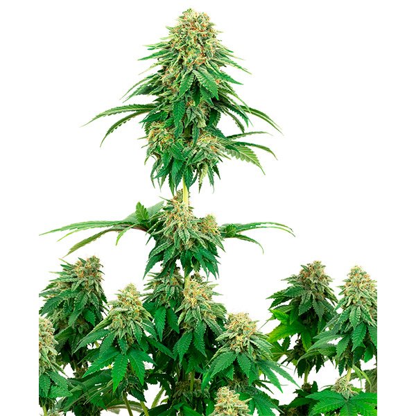 Girl-Scout-Cookies-1-u-fem-White-Label.jpg