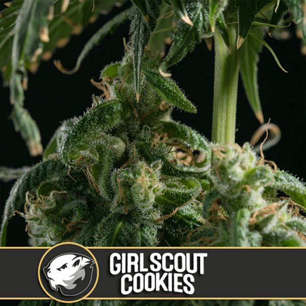 Girl-Scout-Cookies-3-u-fem-Blimburn-Seeds.jpg