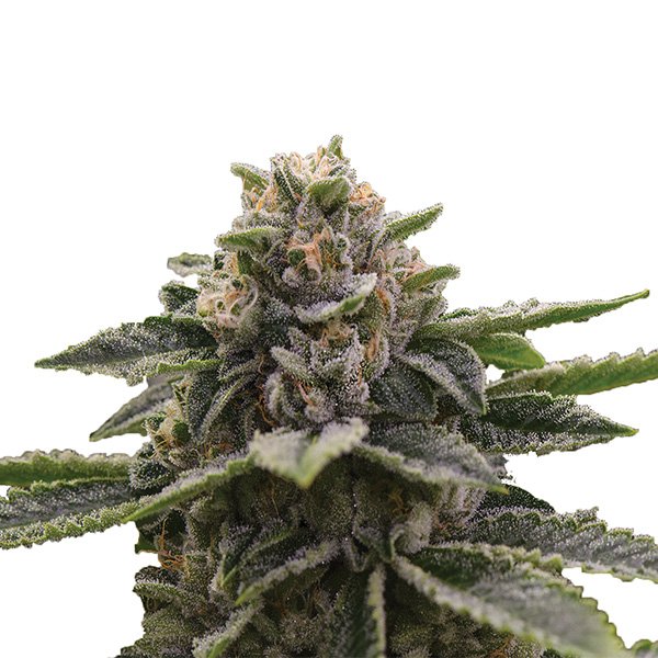 Girl-Scout-Cookies-5-u-fem-Nirvana.jpg