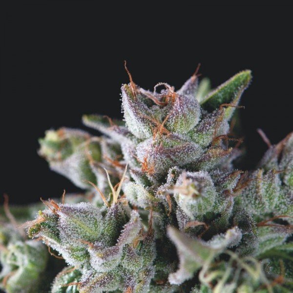 Gorila-3-u-fem-Pyramid-Seeds.jpg
