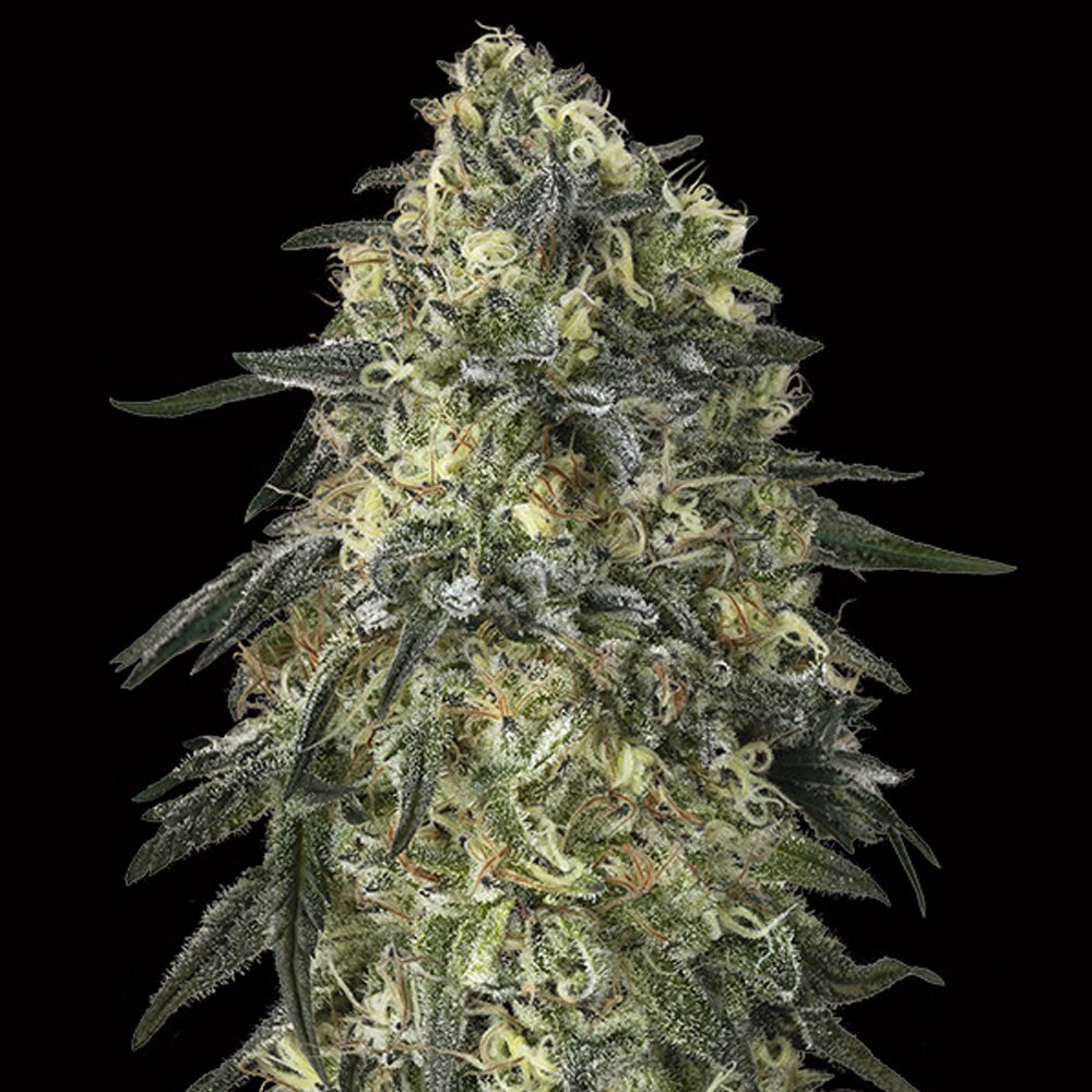 Gorilla-1-u-fem-00-Seeds.jpg
