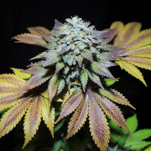 Gorilla-Cookies-1-u-fem-Pure-Instinto.jpg