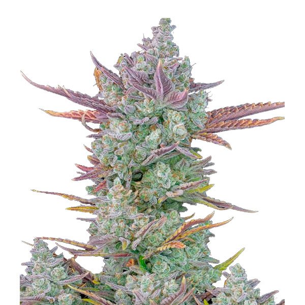 Gorilla-Cookies-Auto-1-u-fem-FastBuds-Seeds.jpg