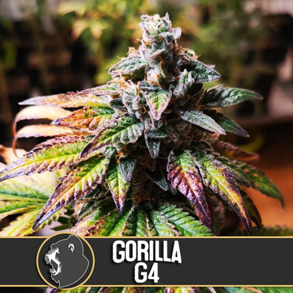 Gorilla-G4-3-u-fem-Blimburn-Seeds.jpg