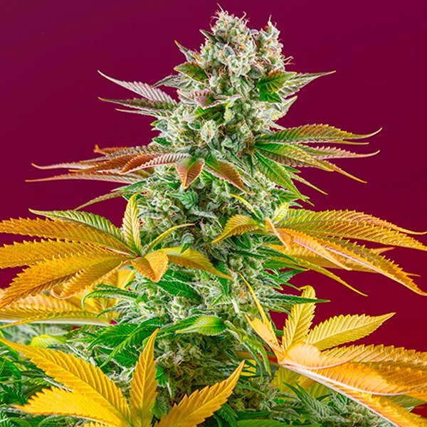 Gorilla-Girl-F1-Fast-Version-31-u-fem-Sweet-Seeds.jpg
