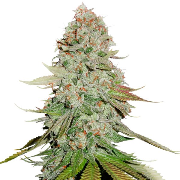 Gorilla-Glue-fem-1-u-Seedstockers.jpg