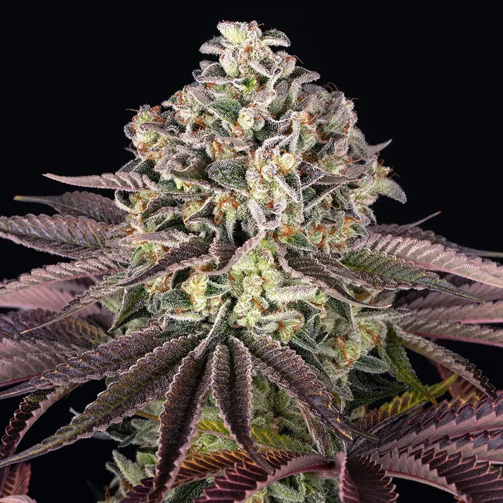 GrandDaddy-Purple-5-u-fem-Barneys.jpg