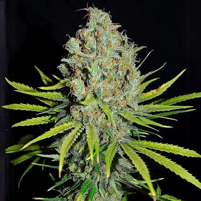 Grape-Stomper-3-u-fem-Empire-Seeds.jpg