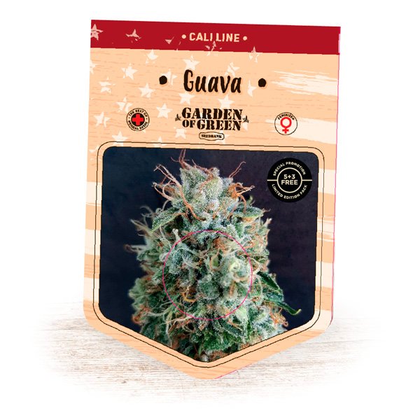 Guava-1-u-fem-Garden-of-Green-Seeds.jpg