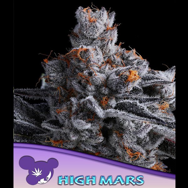 High-Mars-3-u-fem-Anesia.jpg
