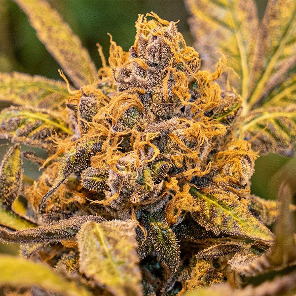 High-Voltage-Fast-1-ud-High-Speed-Buds.jpg