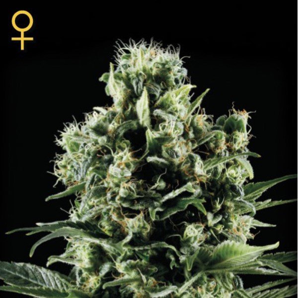 Himalaya-Gold-1-u-fem-Green-House.jpg