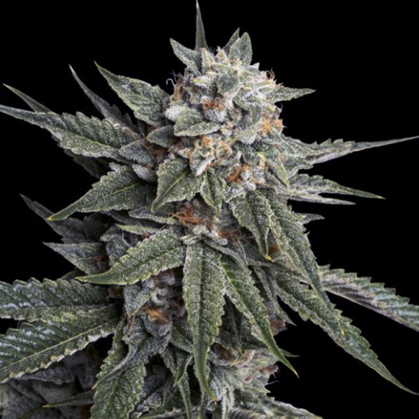 Holy-Grail-Kush-3-u-fem-DNA-Genetics.jpg