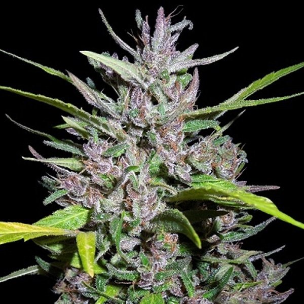 Honduras-x-Panama-1-u-fem-Ace-Seeds.jpg