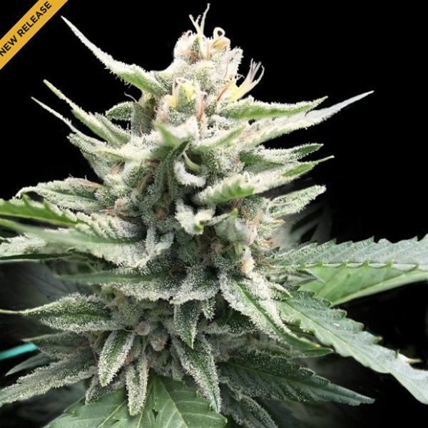Honey-Banana-3-u-fem-DNA-Genetics.jpg