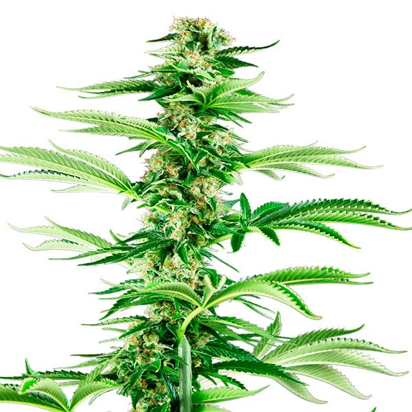 Honey-Melon-Haze-3-u-fem-Sensi-Seeds-Research.jpg