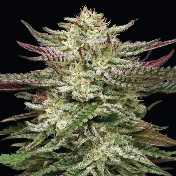 Humboldt-Headband-3-u-fem-Humboldt-Seeds-Company.jpg