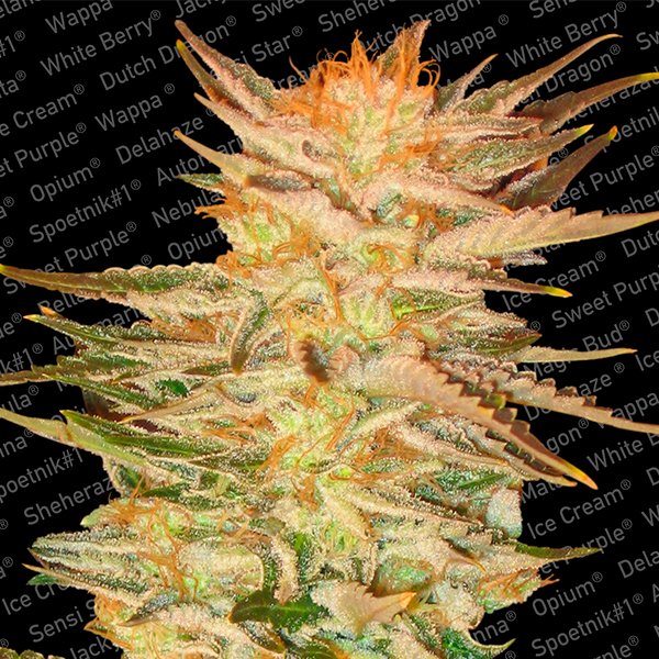 Ice-Cream-3-u-fem-Paradise-Seeds.jpg