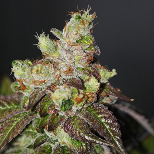 Island-Punch-6-u-fem-The-Cali-Connection.jpg