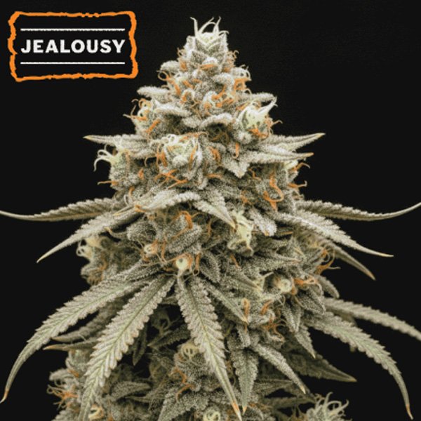 Jealousy-fem-15-u-Seedstockers.jpg