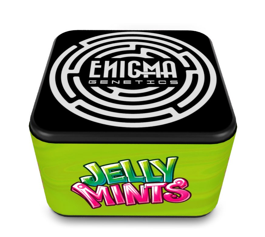 Jelly-Mints-3-u-fem-Enigma-Genetics.jpg
