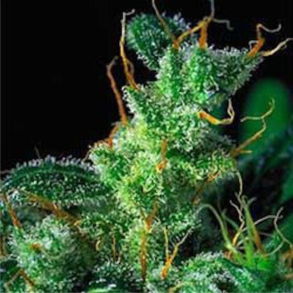 Kali-Mist-3-u-Fem-Serious-Seeds.jpg