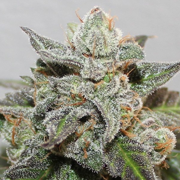 Kalidonia-5-u-fem-Ace-Seeds.jpg