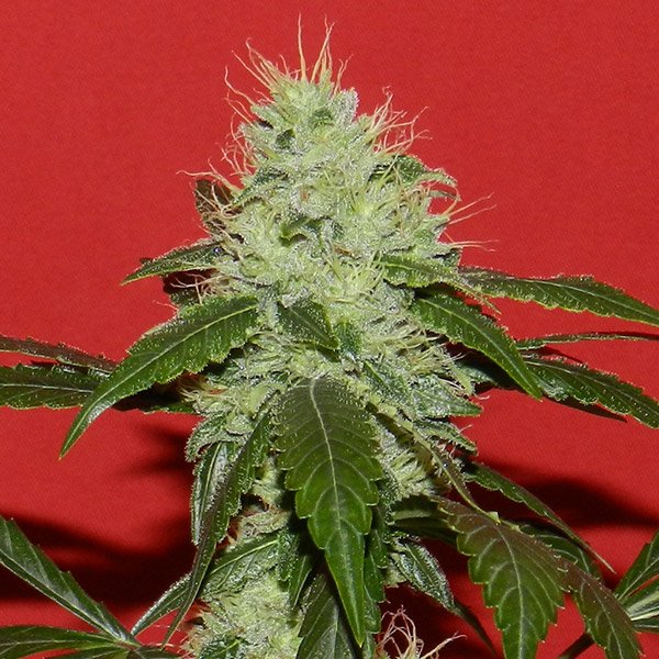 Kikiriki-6-u-REG-French-Touch-Seeds.jpg
