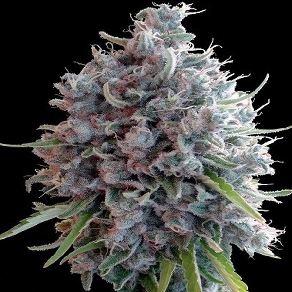 Killer-A5-Haze-1-u-fem-Ace-Seeds.jpg