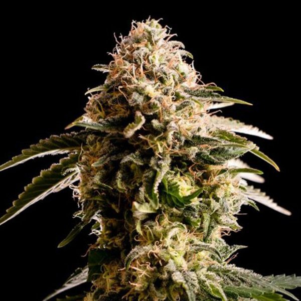 Kiss-1-u-fem-Kannabia-Seeds.jpg