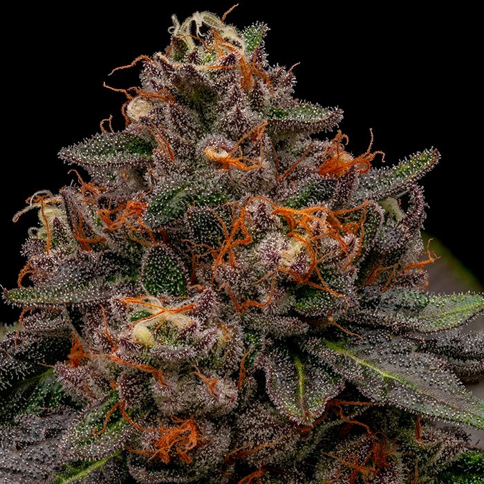 Korenji-3-u-fem-Ripper-Seeds.jpg