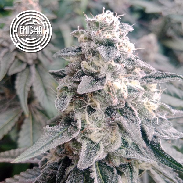 LA-Wedding-Pop-3-u-fem-Enigma-Genetics.jpg
