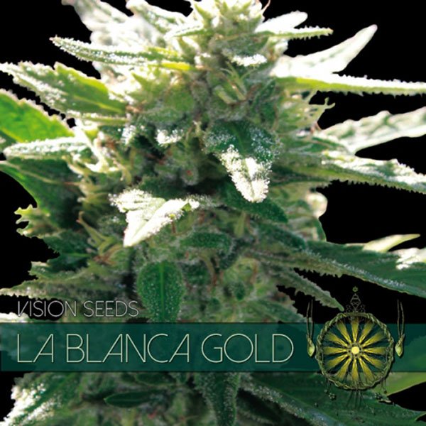 La-Blanca-Gold-31-u-fem-Vision-Seeds.jpg
