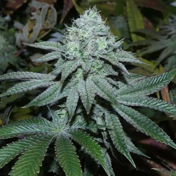 Lamia-31-Bask-Triangle-Farms.jpg