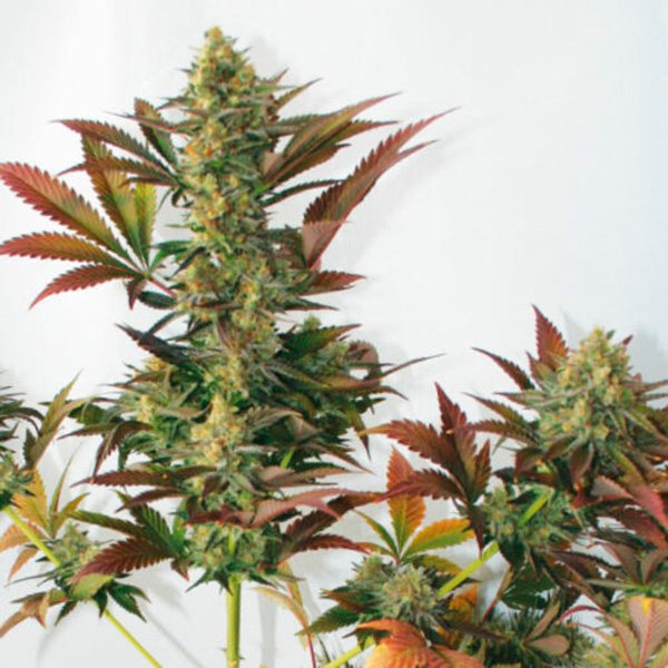 Larrys-Lemon-OG-1-u-fem-Garden-of-Green-Seeds.jpg
