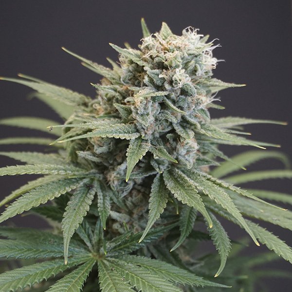 LeMello-6-u-fem-Karma-Genetics.jpg